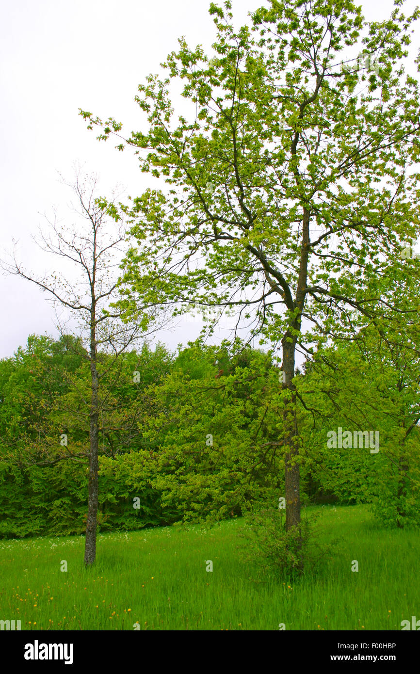 Le chêne commun, le chêne pédonculé, chêne pédonculé (Quercus robur), avec des feuilles fraîches, Allemagne Banque D'Images