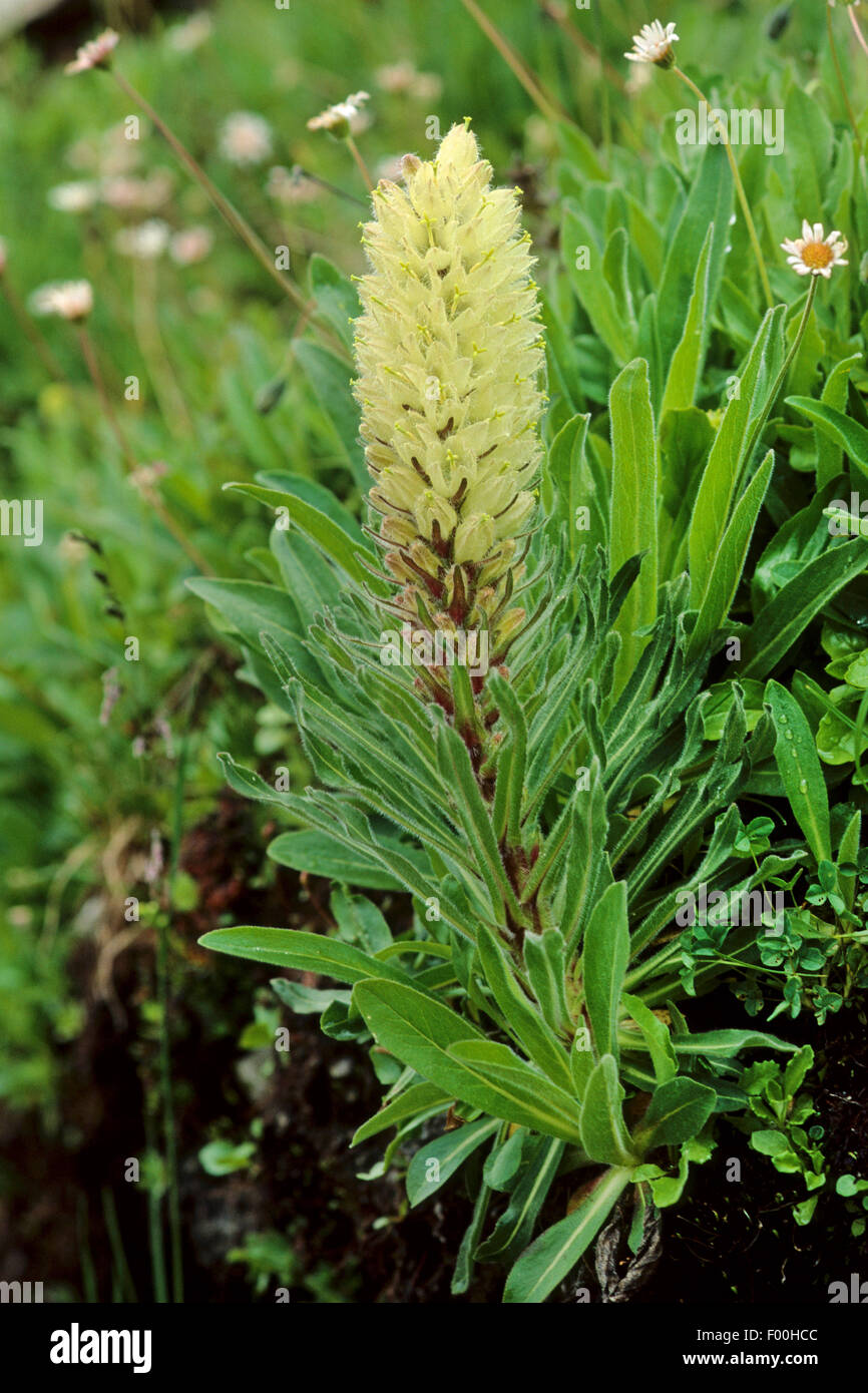 La campanule (Campanula jaune d'une grande longévité), la floraison,  Autriche Photo Stock - Alamy