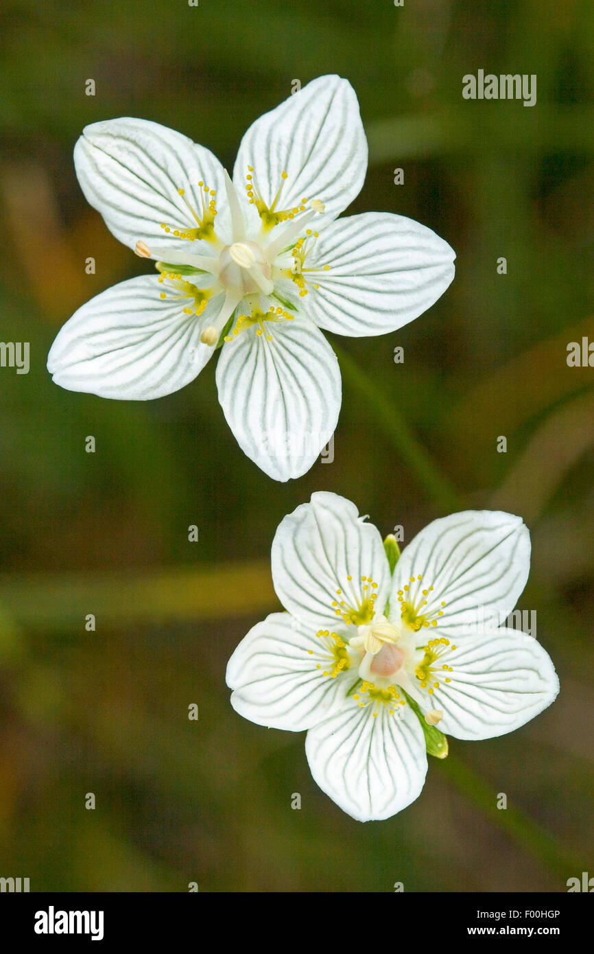 Marsh grass-de-parnassus (Parnassia palustris), fleurs, Allemagne Banque D'Images