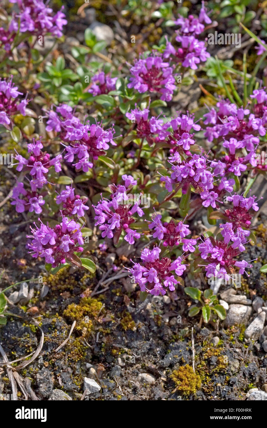 Thym Rampantes Broad-Leaved Point, thym Thym rampant des puits, Grand Thym, thym ...