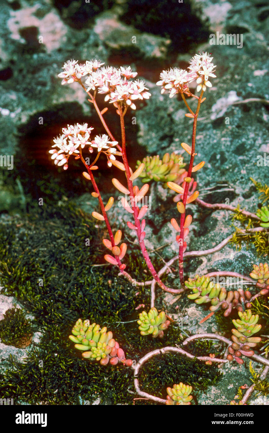 Orpin blanc (Sedum album), poussant sur un rocher, Allemagne Banque D'Images