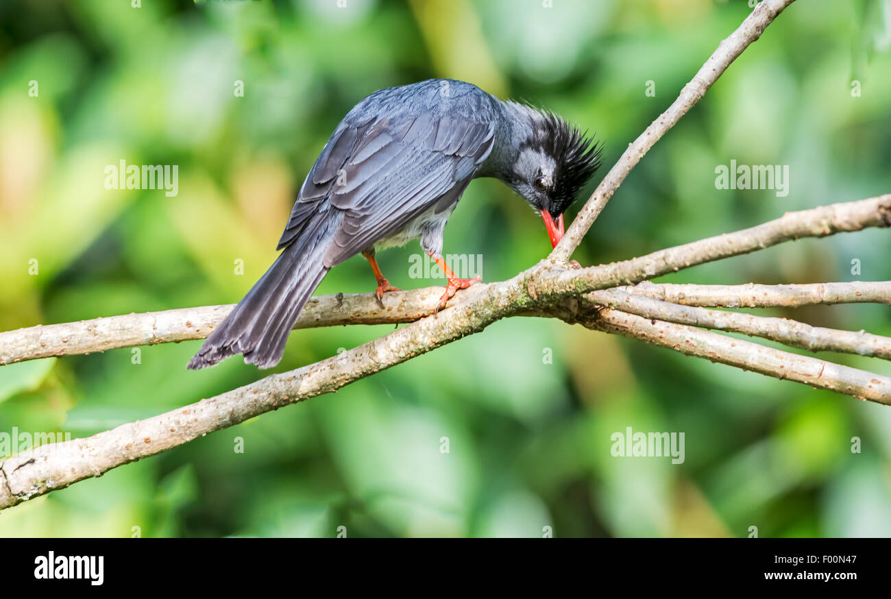 Bulbul noir de l'Himalaya, d'oiseau perché sur un arbre avec copie espace Banque D'Images