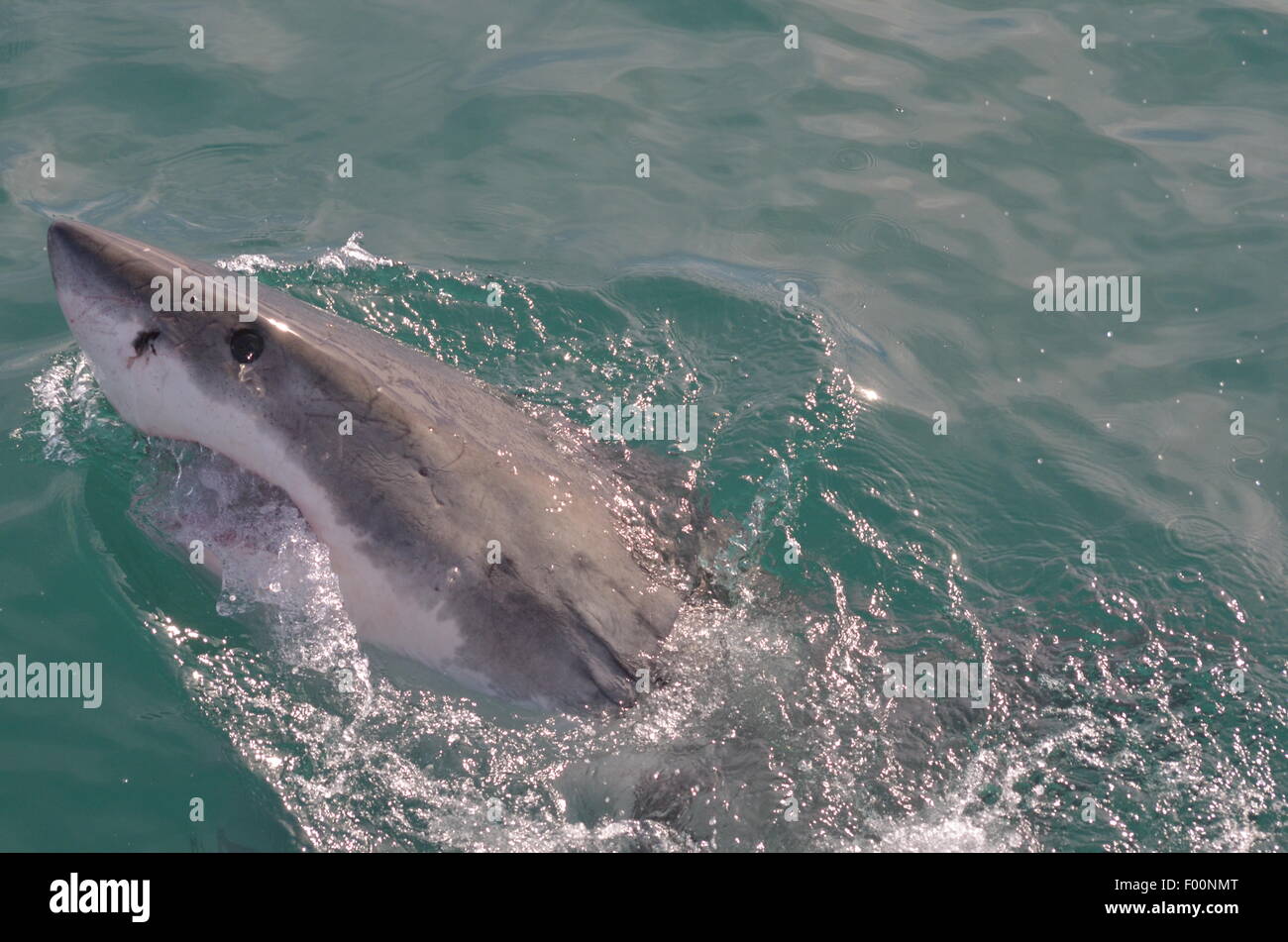 Grand Requin Blanc Banque D'Images