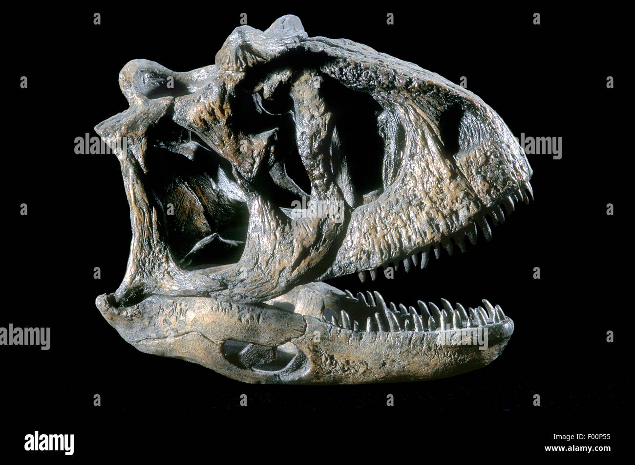 Carnotaurus sastrei, fossile de dinosaure crétacé précoce, Patagonie Banque D'Images