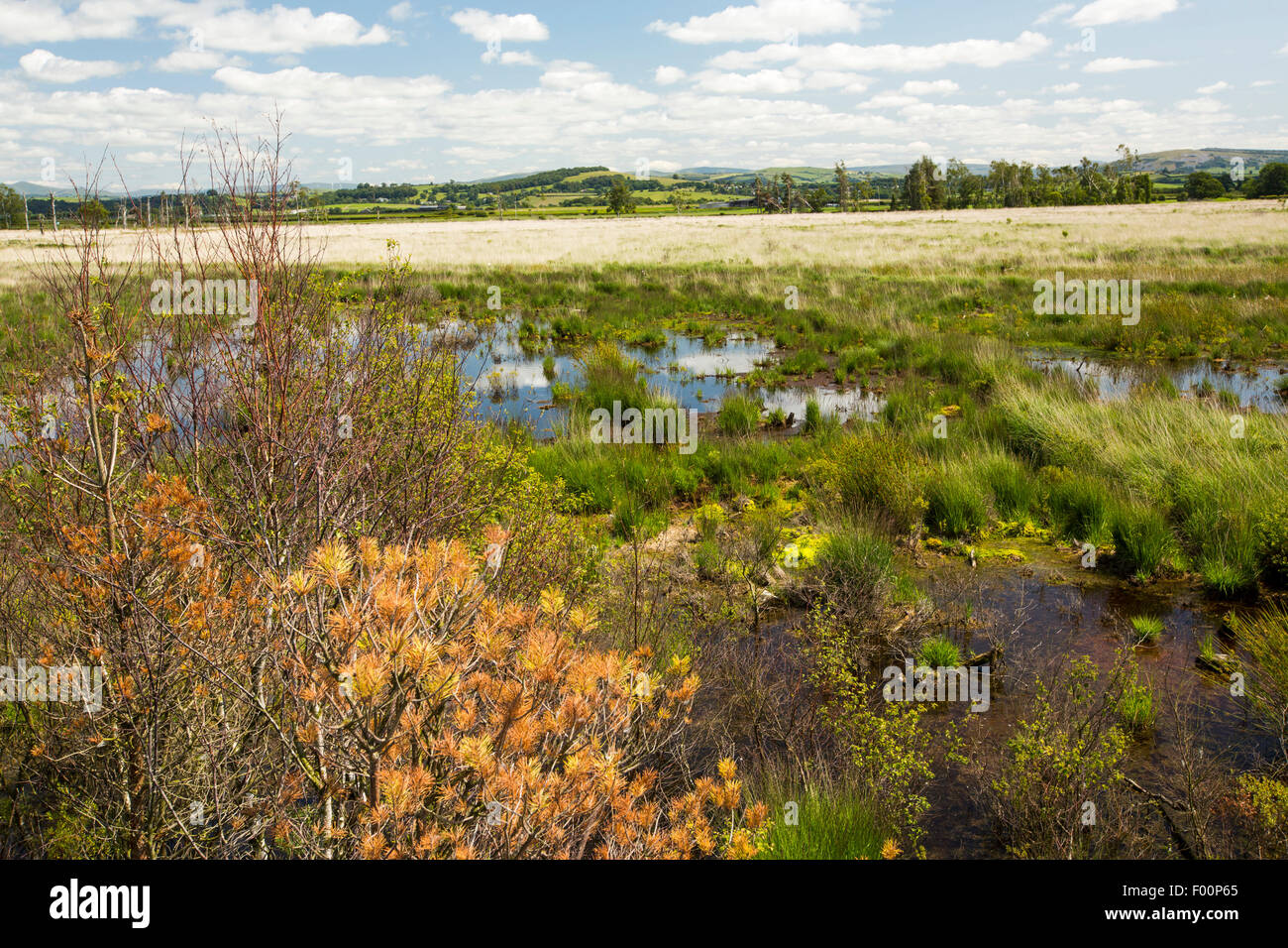 Foulshaw, une réserve naturelle de tourbières bombées de plaine dans le sud, Cumbria (Royaume-Uni), plantés par la commission forestière, il y a quelques années, il est maintenant rétabli dans son état antérieur. Banque D'Images