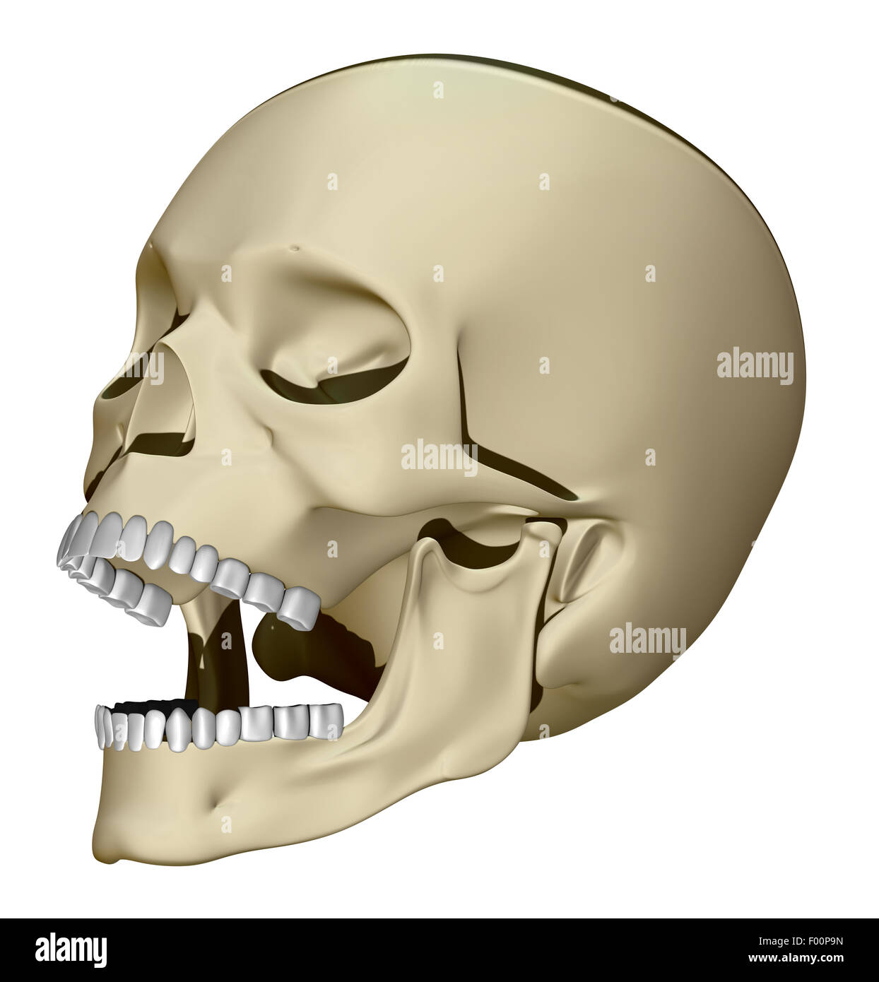 Crâne humain modèle. Objet vecteur illustration crâne Banque D'Images