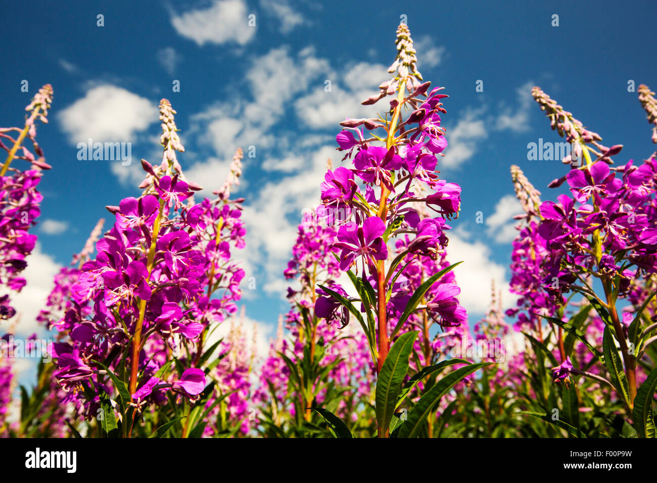 Rosebay Willowherb, Chamerion angustifolium floraison dans la vallée de Lyth, Cumbria, Royaume-Uni. Banque D'Images