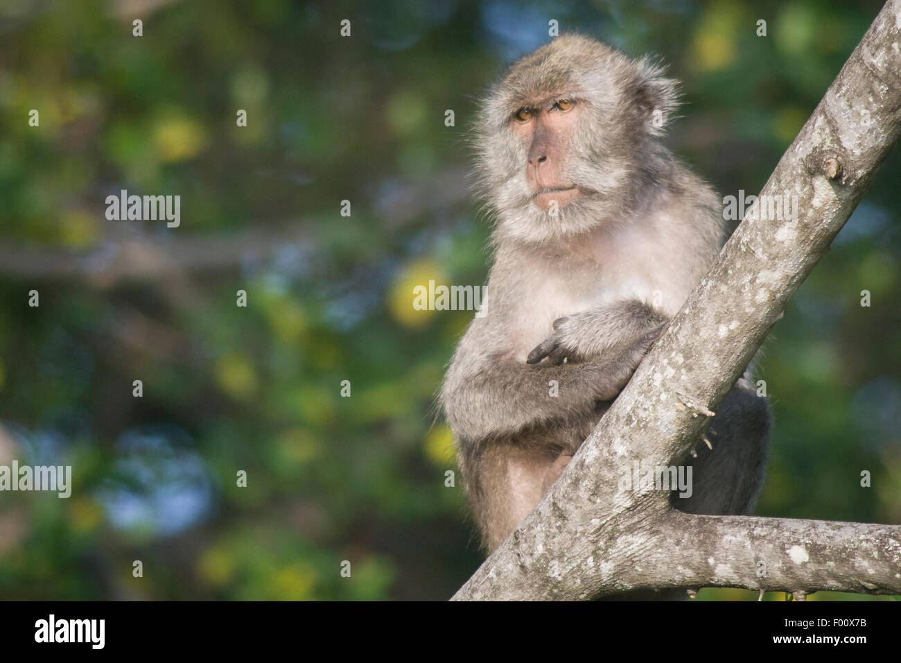 Manger du crabe avec macaque bras croisés. Banque D'Images