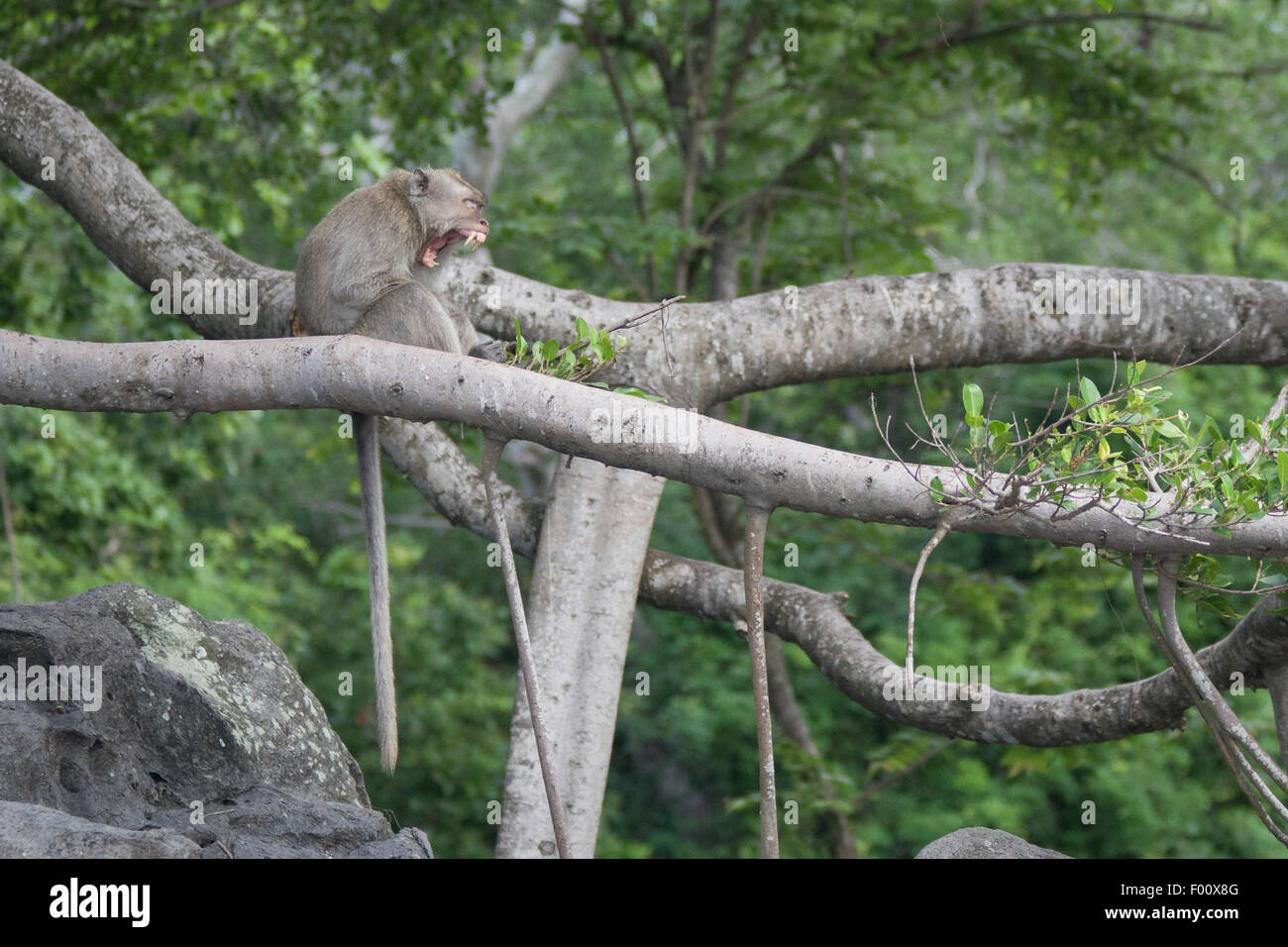 Manger du crabe de bâiller. macaque Banque D'Images