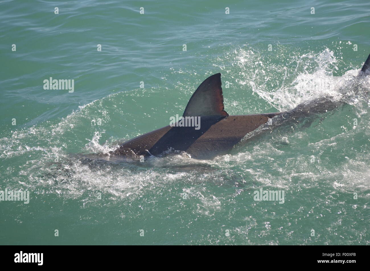 Grand Requin Blanc Banque D'Images