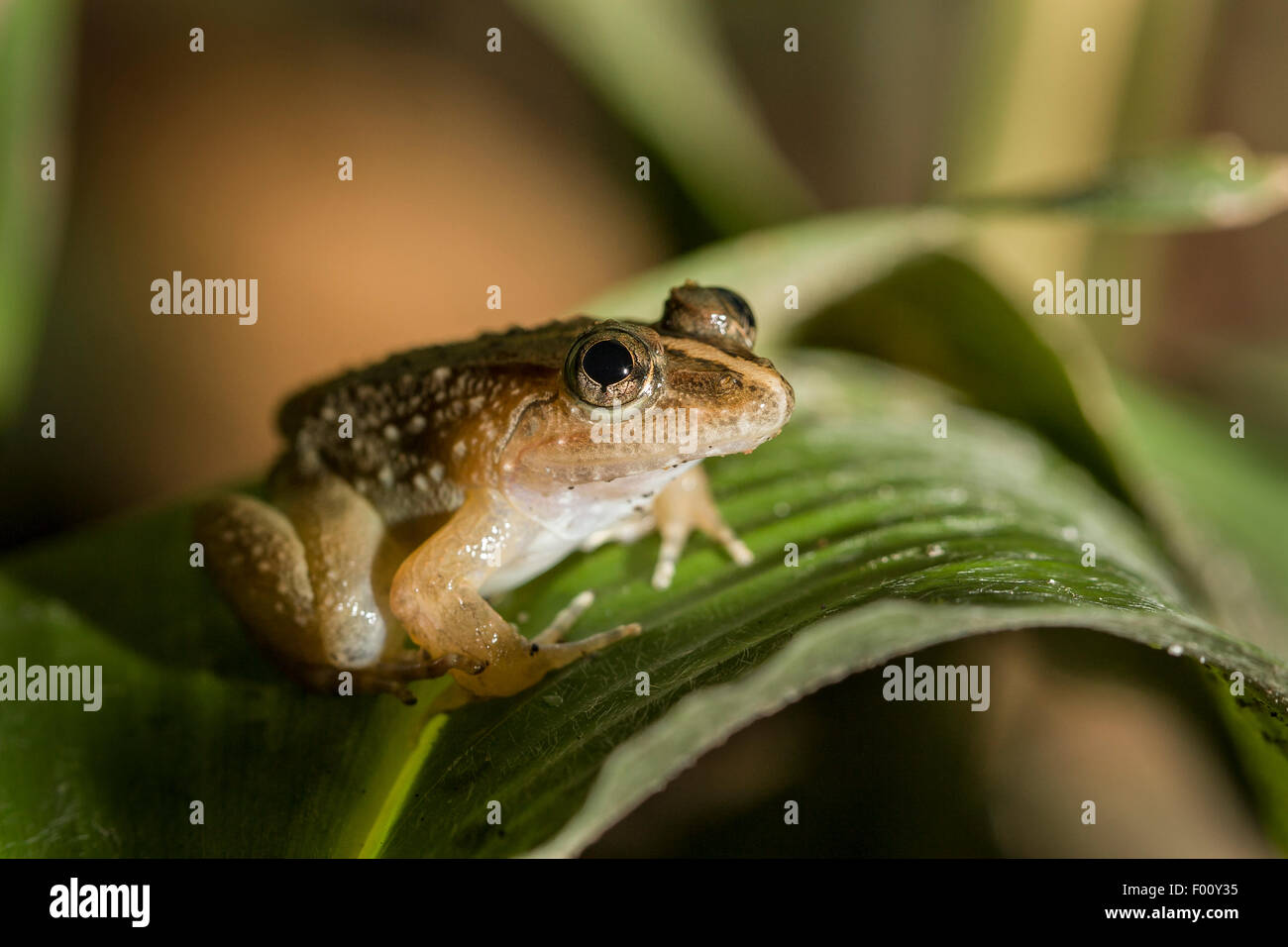 Frog perché sur une feuille. Banque D'Images