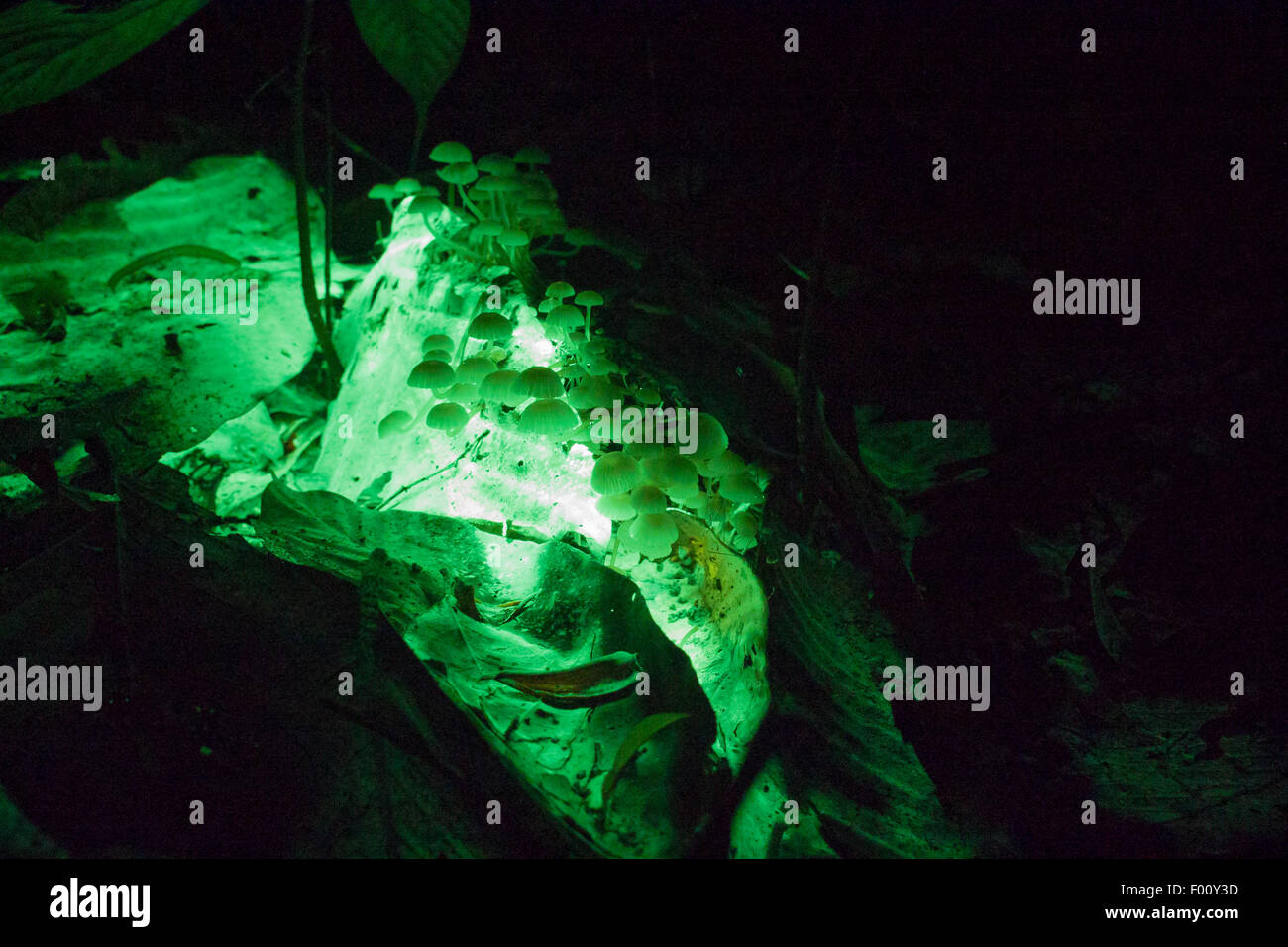 Champignons bioluminescents vert sur le sol de la forêt tropicale. Banque D'Images