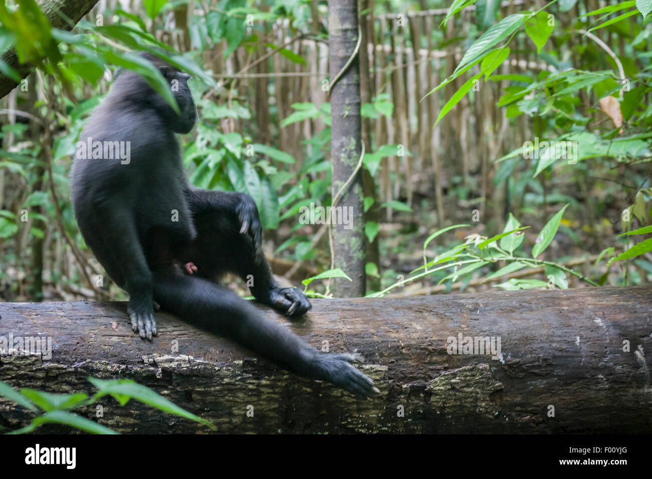 Macaque noir inclinable. Cette espèce est endémique de Sulawesi et est gravement menacé. Banque D'Images