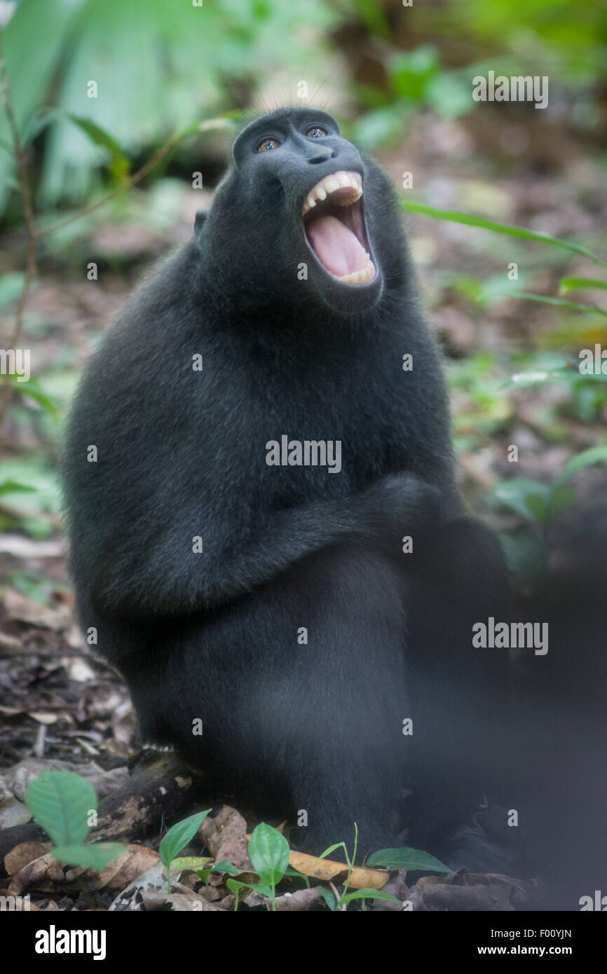 Macaque noir le bâillement. Cette espèce est endémique de Sulawesi et est gravement menacé. Banque D'Images