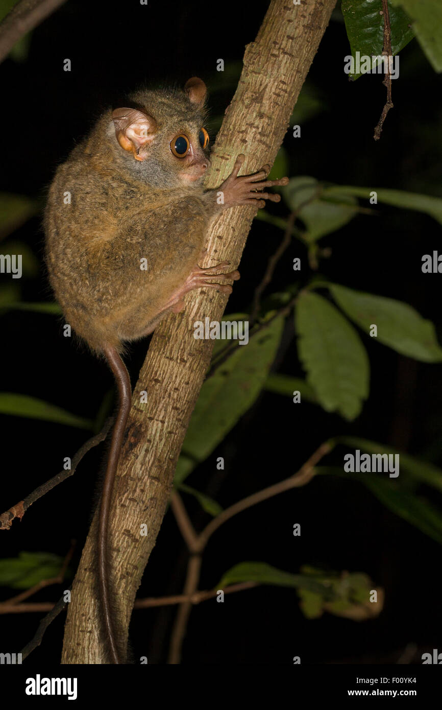 Tarsier Spectral nourriture au crépuscule. Banque D'Images