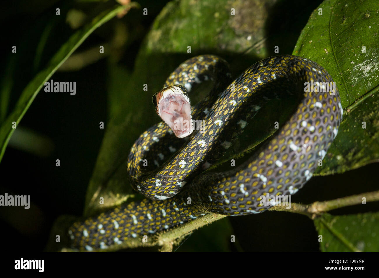 Un serpent d'eau à front blanc (Amphiesma flavifrons) dans striking pose. Banque D'Images