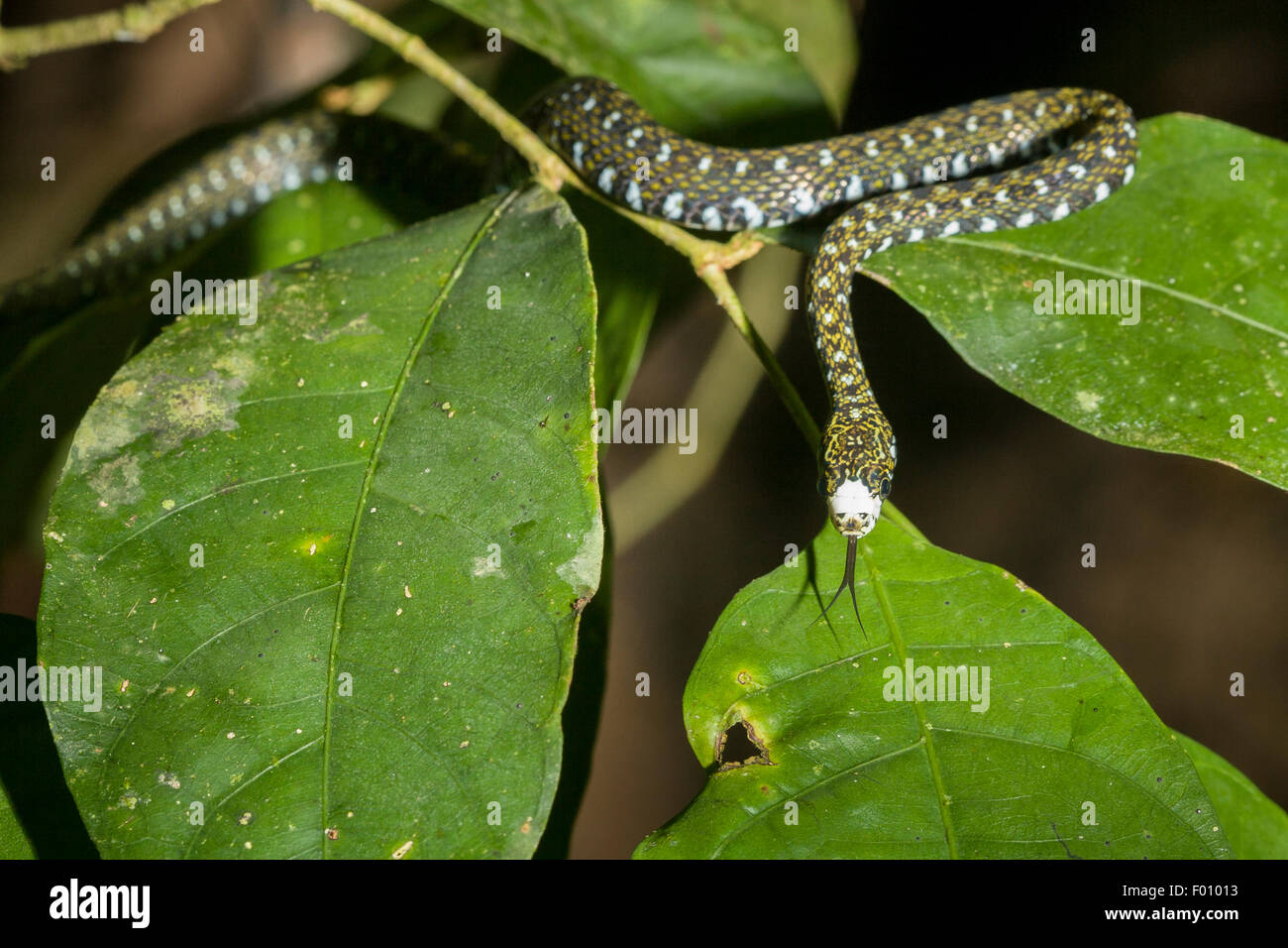 Un serpent d'eau à front blanc (Amphiesma flavifrons) avec la langue. Banque D'Images