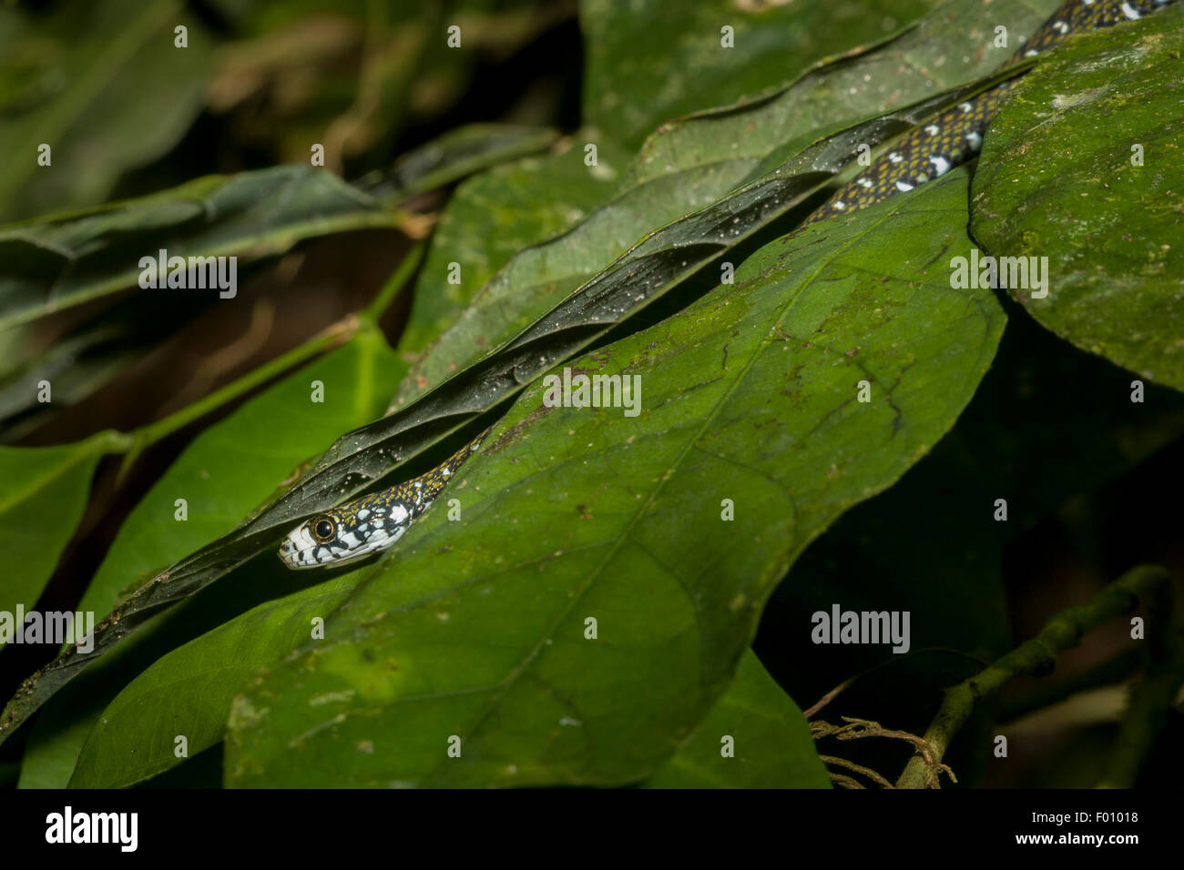 Un serpent d'eau à front blanc (Amphiesma flavifrons) cachés dans les feuilles d'un arbre. Banque D'Images
