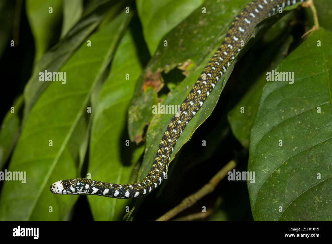 Un serpent d'eau à front blanc (Amphiesma flavifrons). Banque D'Images