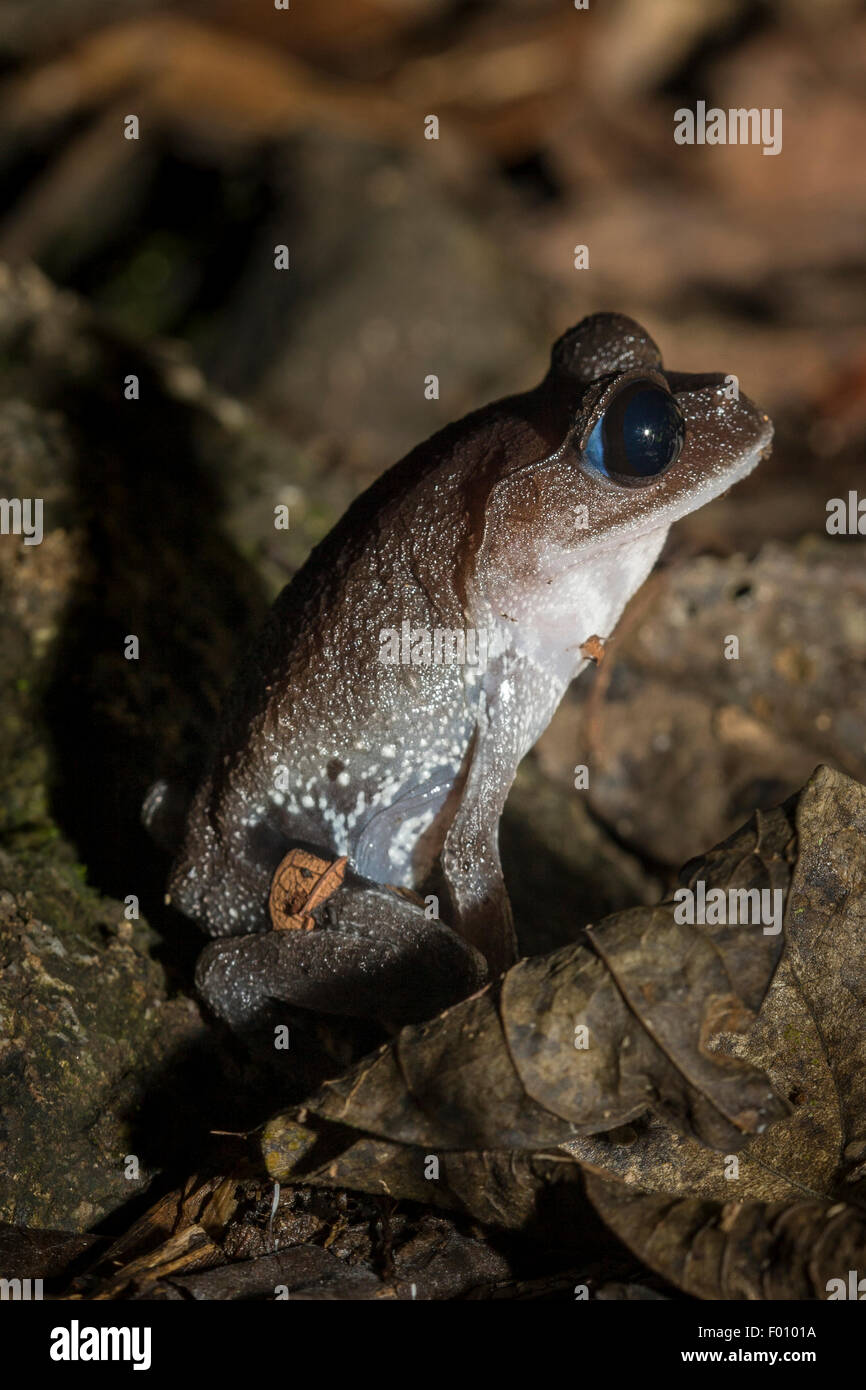 La litière de plaine (grenouille Leptobrachium abbotti). La caractéristique de la sclérotique bleue est visible. Photographié à Bornéo Malaisien. Banque D'Images