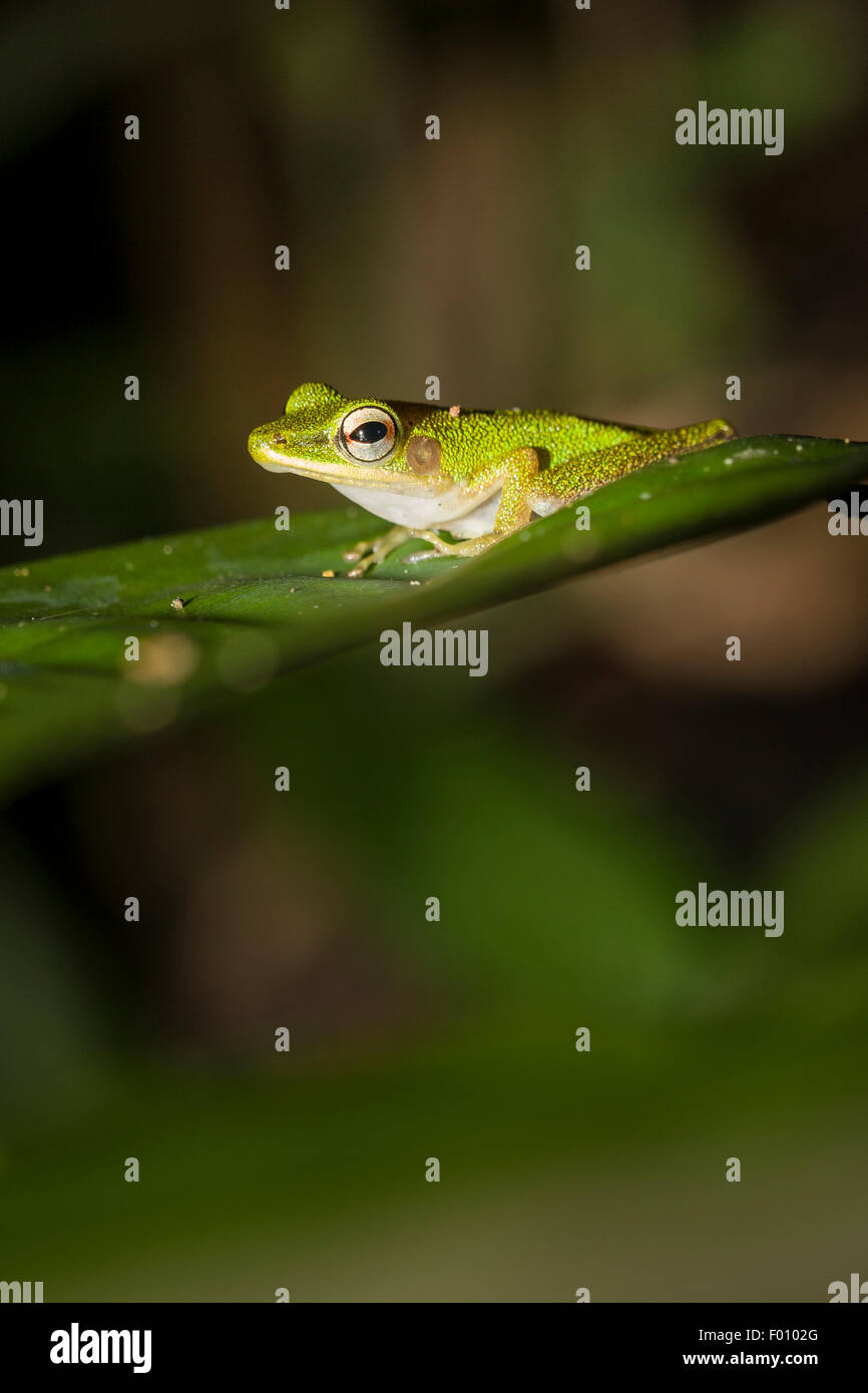 White-labiés Hylarana raniceps (grenouille) sur une feuille. Banque D'Images