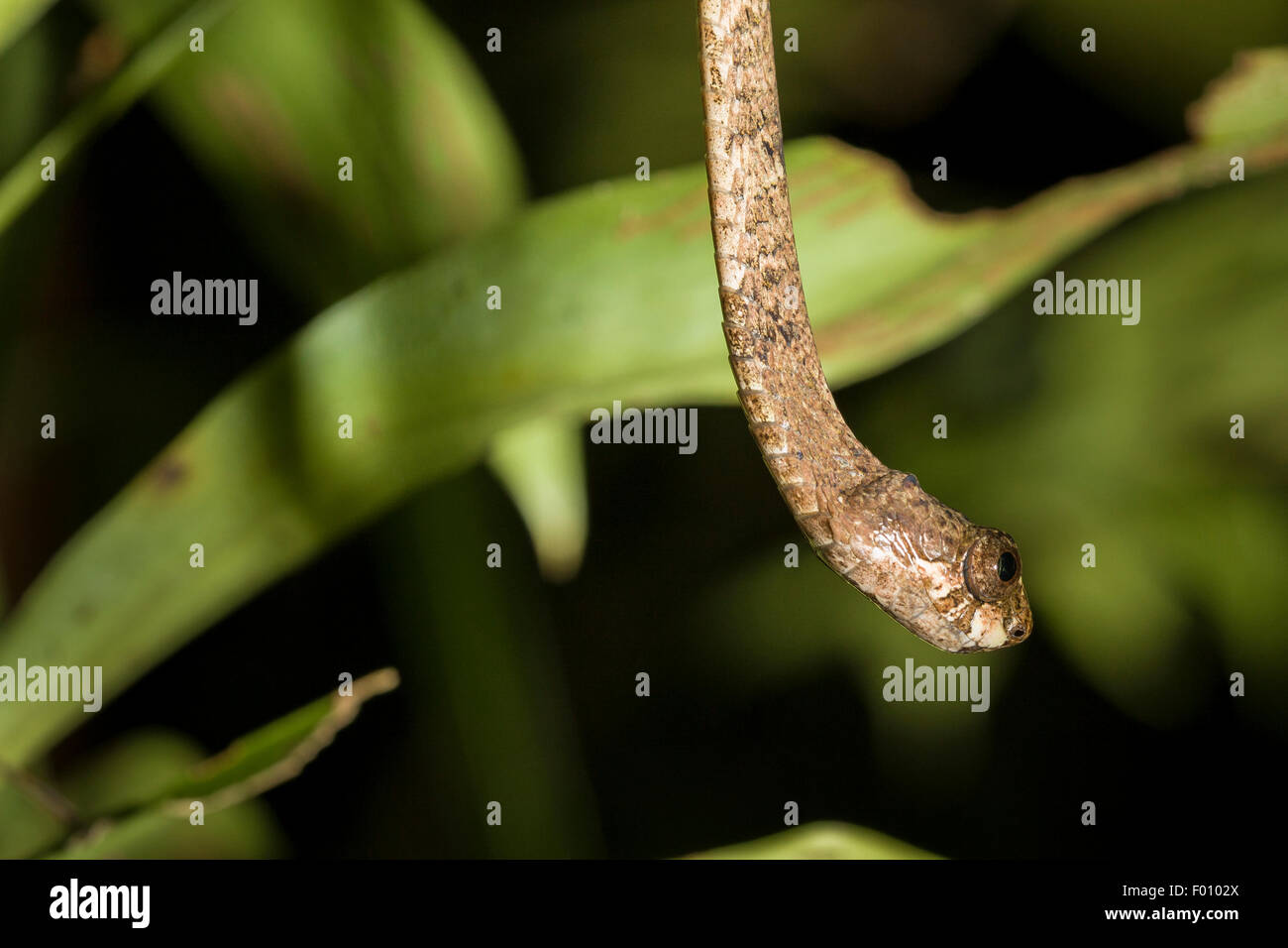 Serpent à tête émoussé (Aplopeltura boa). Banque D'Images