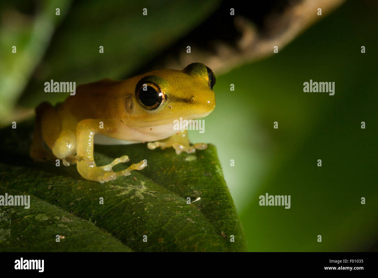 White-labiés Hylarana raniceps (grenouille) sur une feuille. Banque D'Images