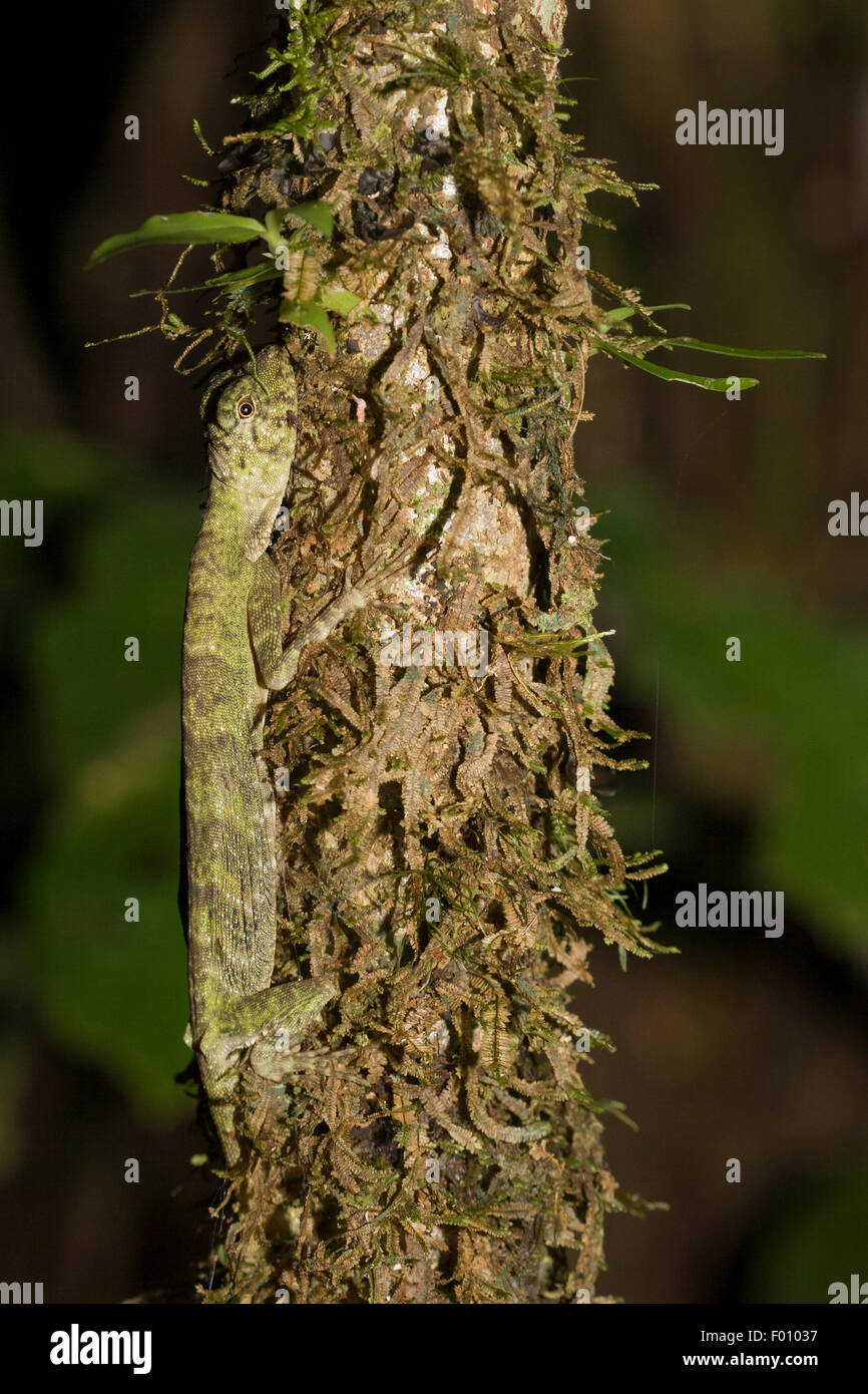 Flying Lizard (Draco sp.) sur un arbre. Banque D'Images