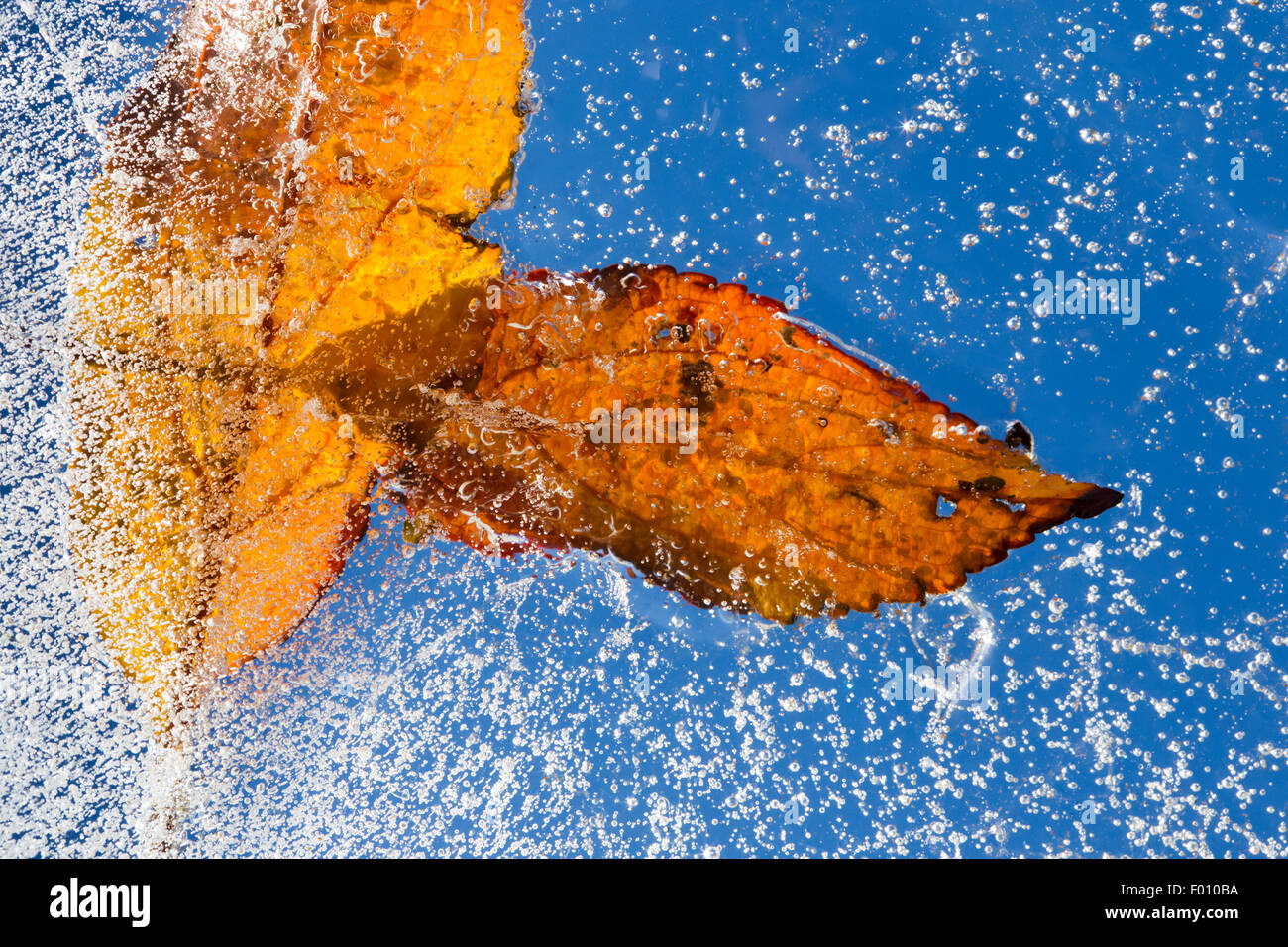 Leaf congelé dans la glace, la photo en gros Banque D'Images