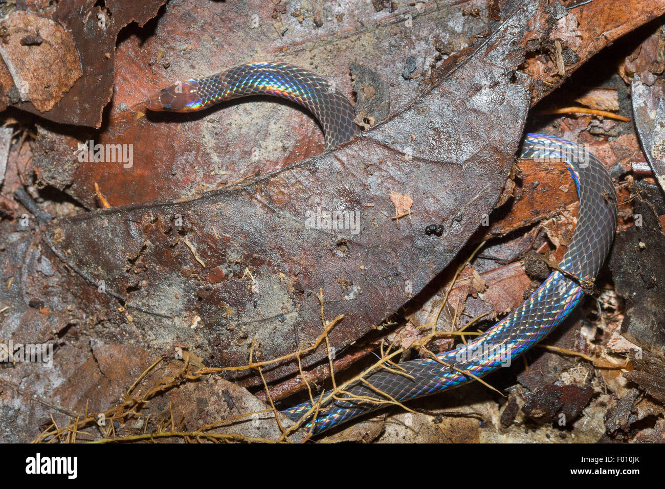Red-necked Pseudorabdion collaris reed (serpent) dans la litière. Banque D'Images