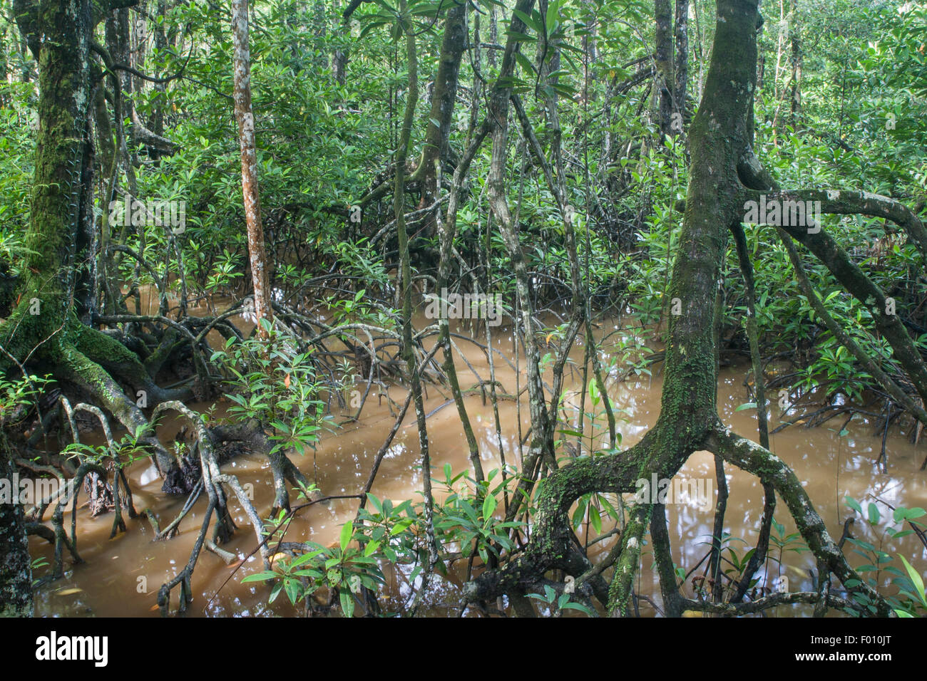 Mangrove au Sarawak, Bornéo. Banque D'Images