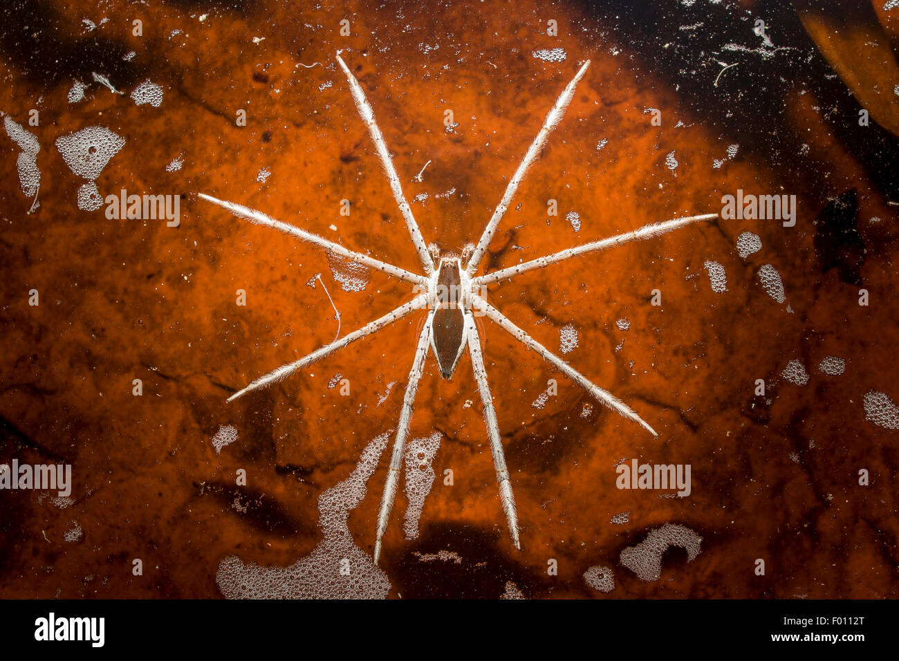 Une grande araignée pêche patins sur la surface d'un bassin d'eau. L'eau est teinté rouge avec des tanins. Banque D'Images