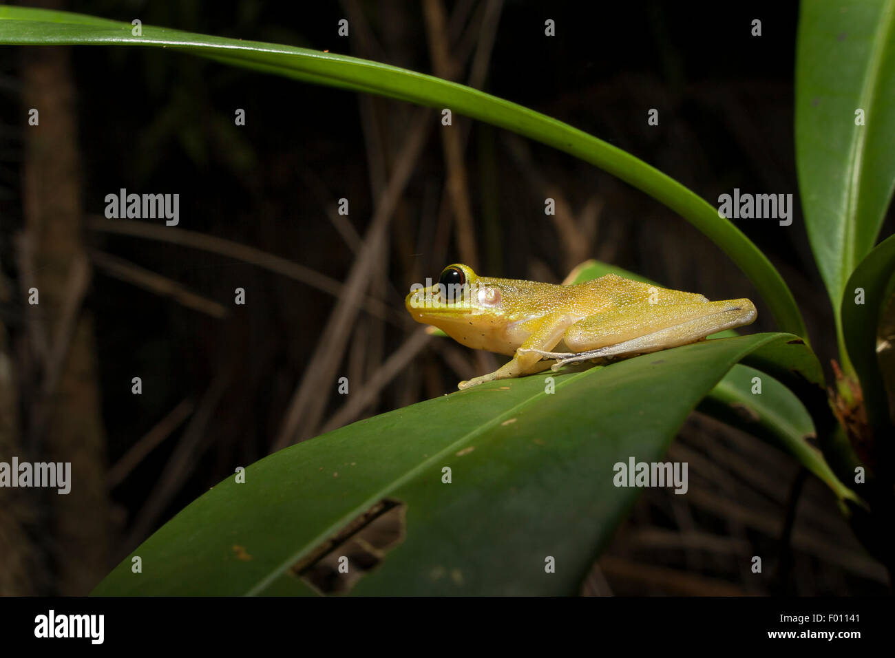 White-labiés Hylarana raniceps (grenouille) sur une feuille. Banque D'Images