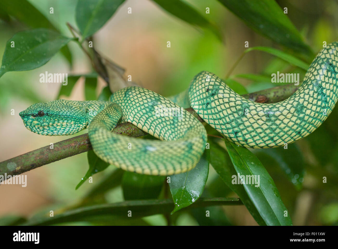 Close up of a wild Wagler's Pit Viper (Tropidolaemus wagleri) sur une branche d'arbre. Banque D'Images