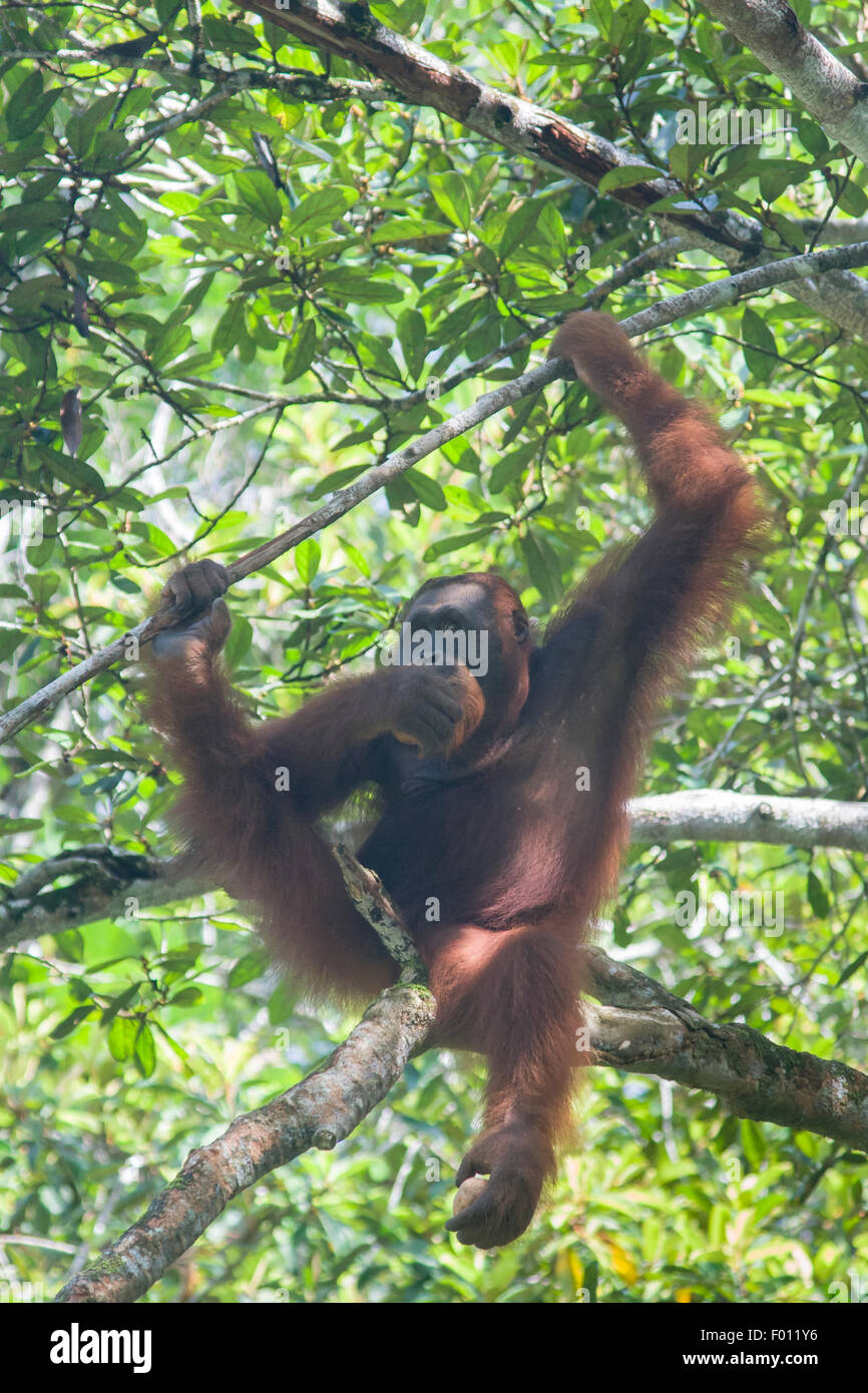 Orang-outan dans un arbre. Banque D'Images