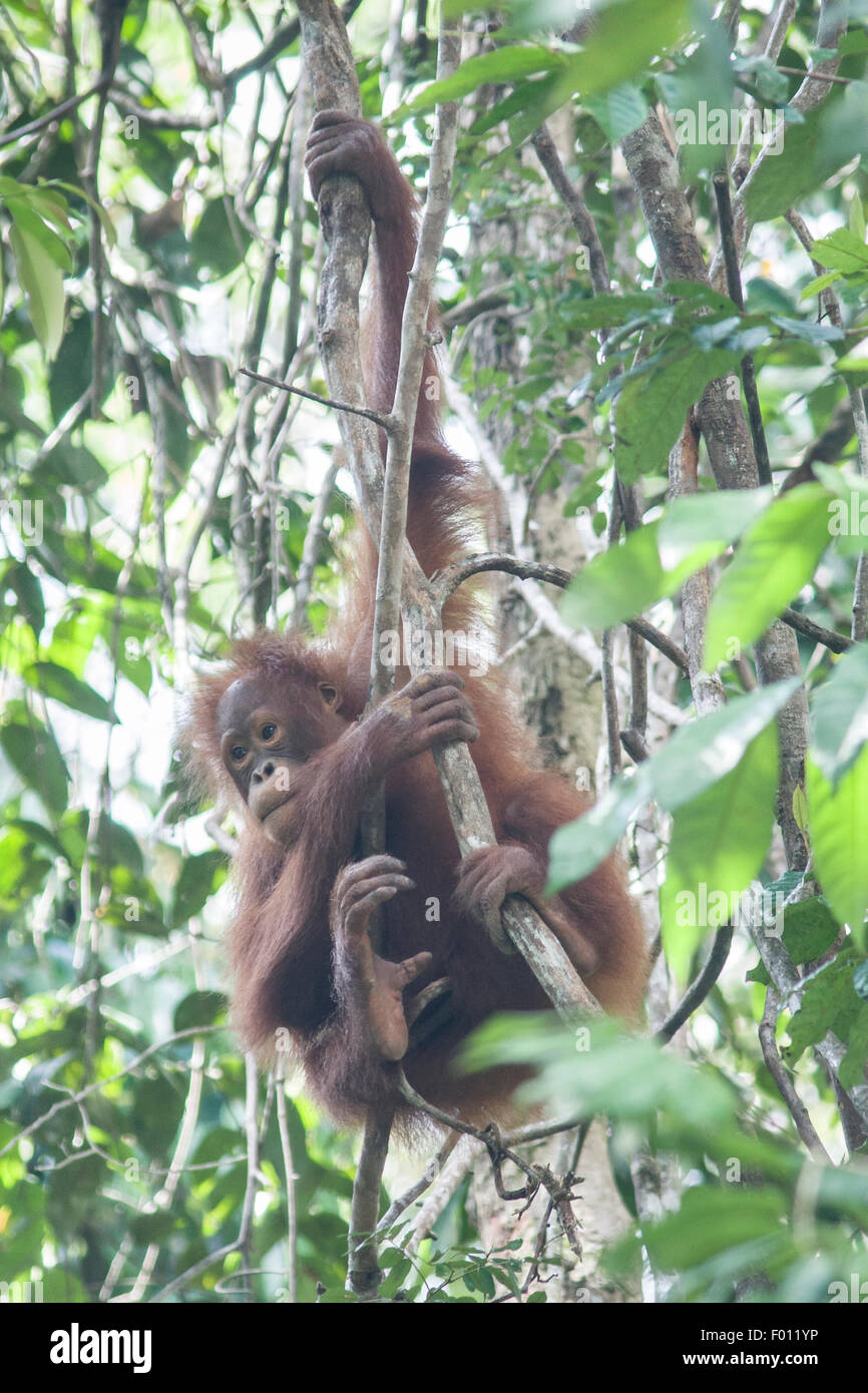 Un jeune orang-outan dans un arbre. Banque D'Images