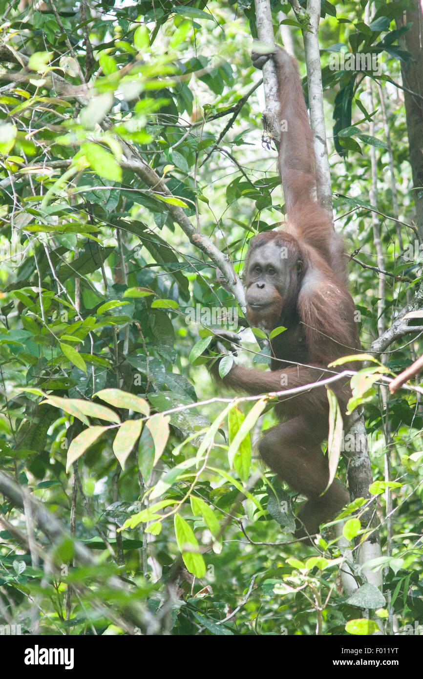 Orang-outan dans un arbre. Banque D'Images
