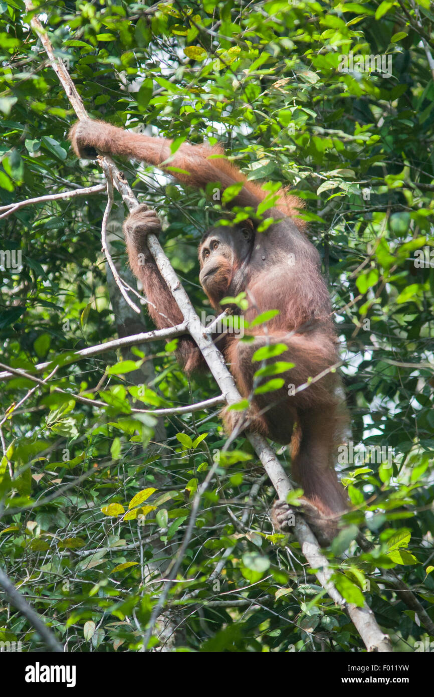 L'escalade de l'orang-outan dans un arbre. Banque D'Images