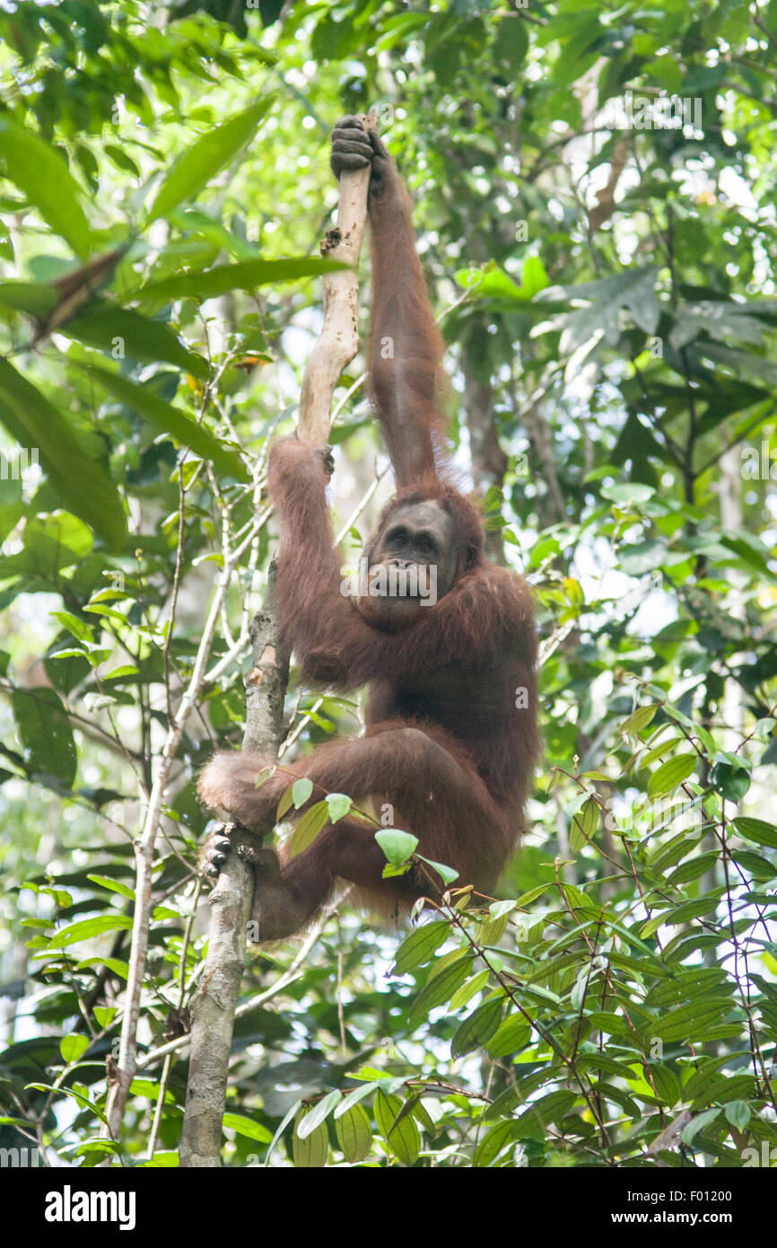 L'escalade de l'orang-outan dans un arbre. Banque D'Images