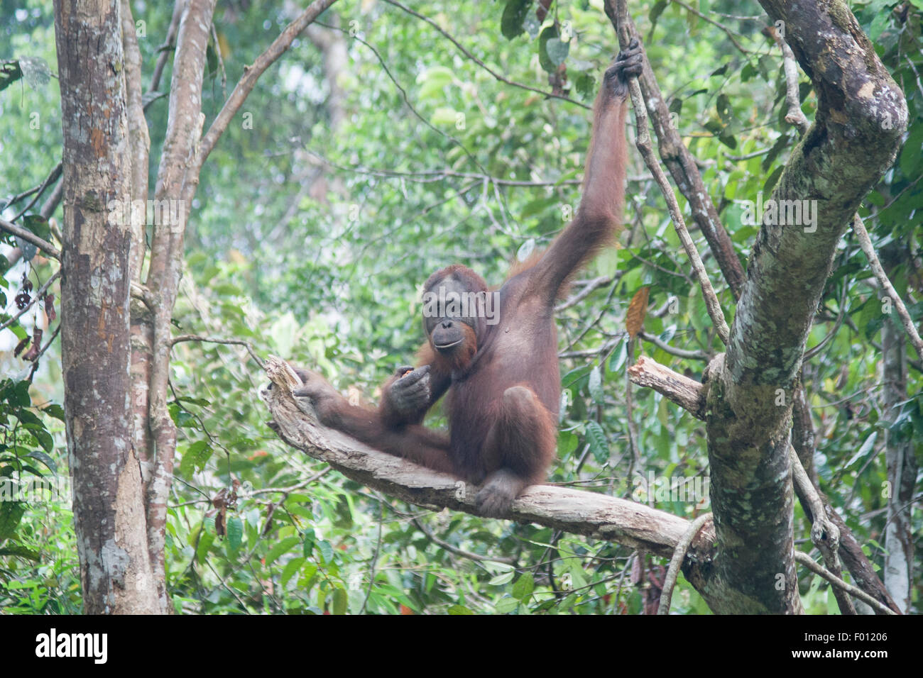Orang-outan dans un arbre. Banque D'Images
