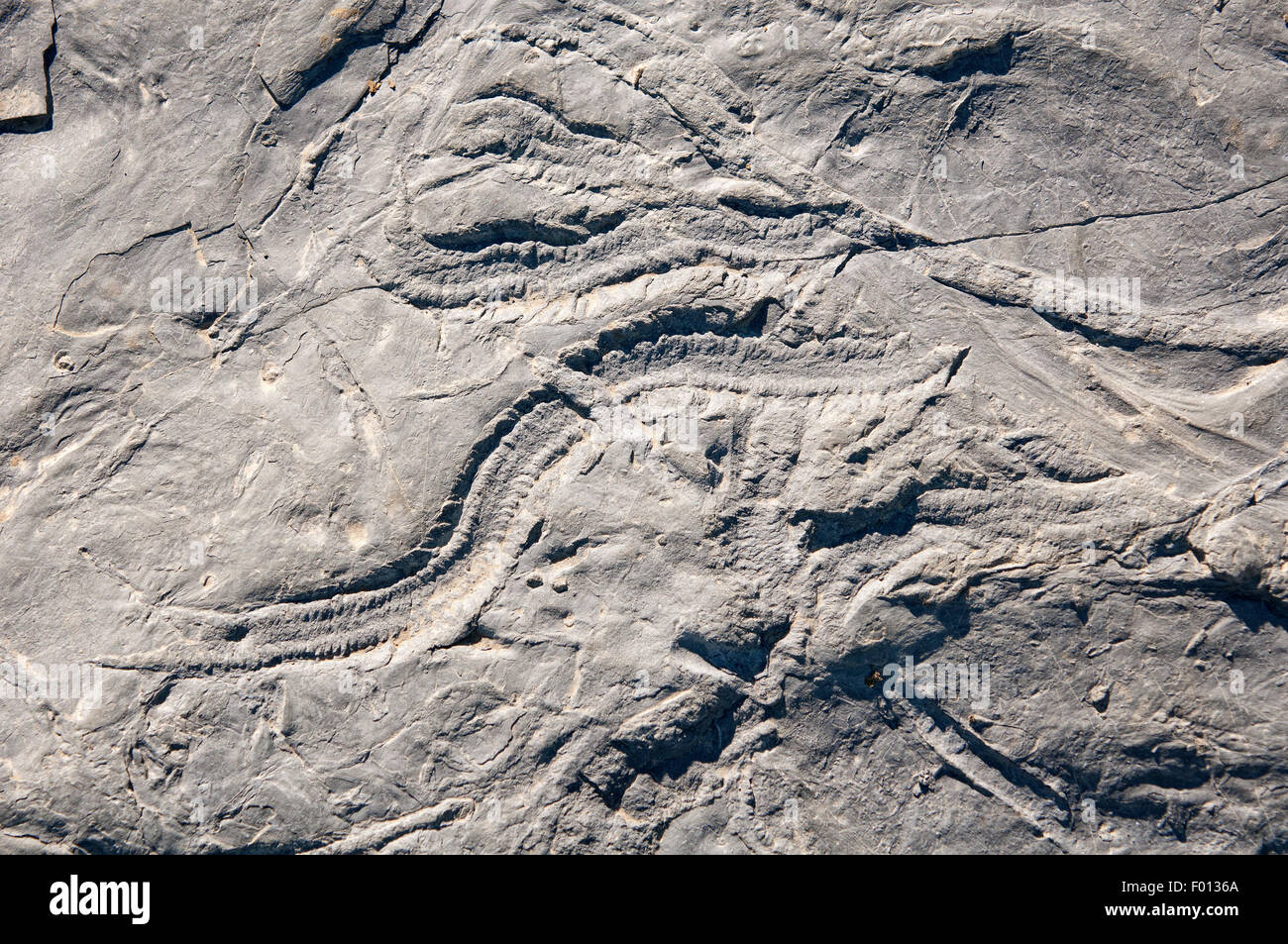 Traces fossiles sur la surface d'une pierre calcaire. Banque D'Images
