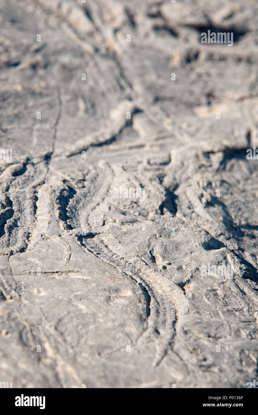 Traces fossiles sur la surface d'une pierre calcaire. Banque D'Images