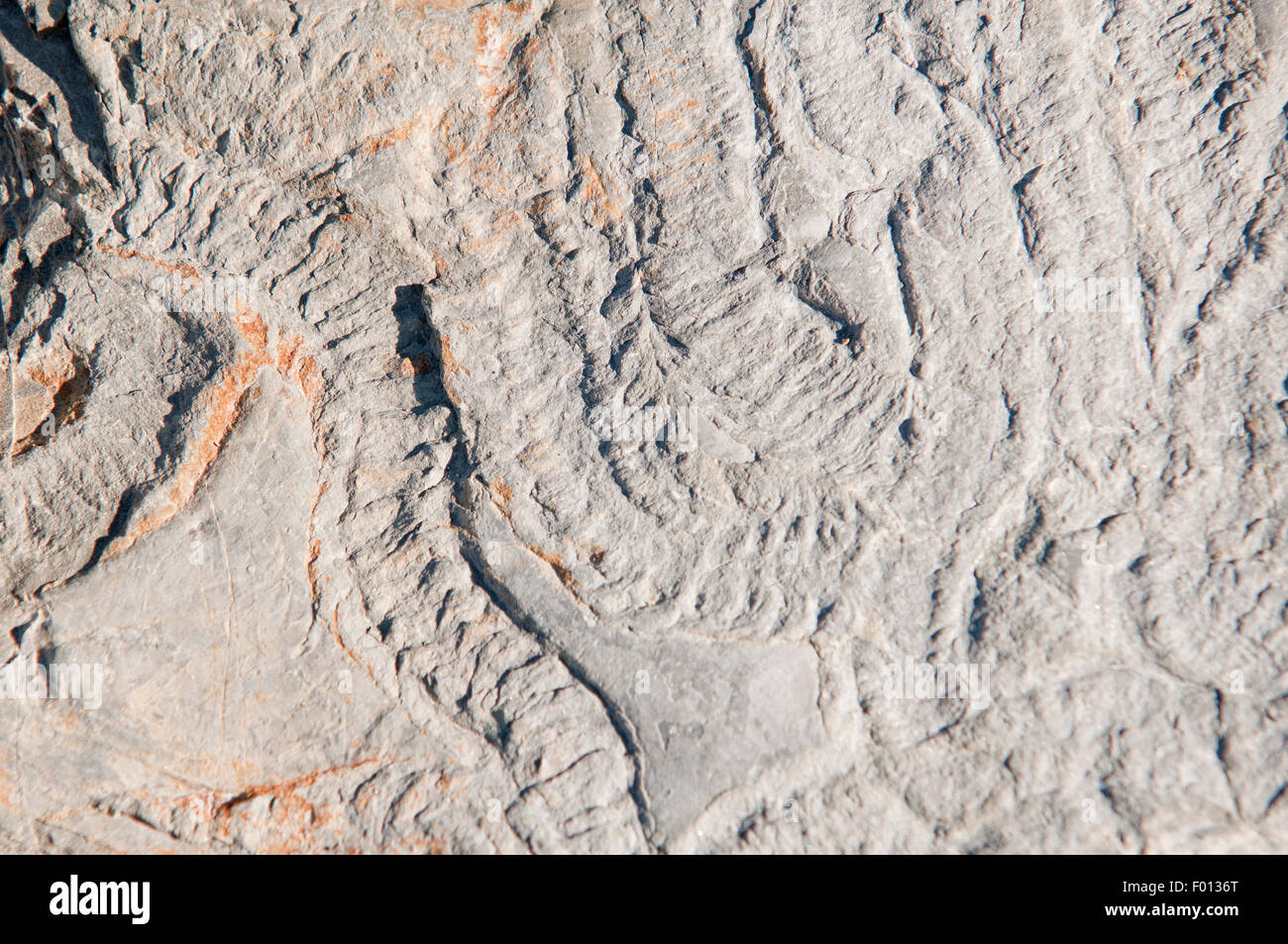 Traces fossiles sur la surface d'une pierre calcaire. Banque D'Images