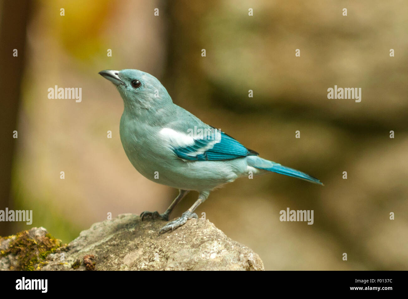 Thraupis episcopus, Blue-gray Tanager, Aguas Calientes, Pérou Banque D'Images