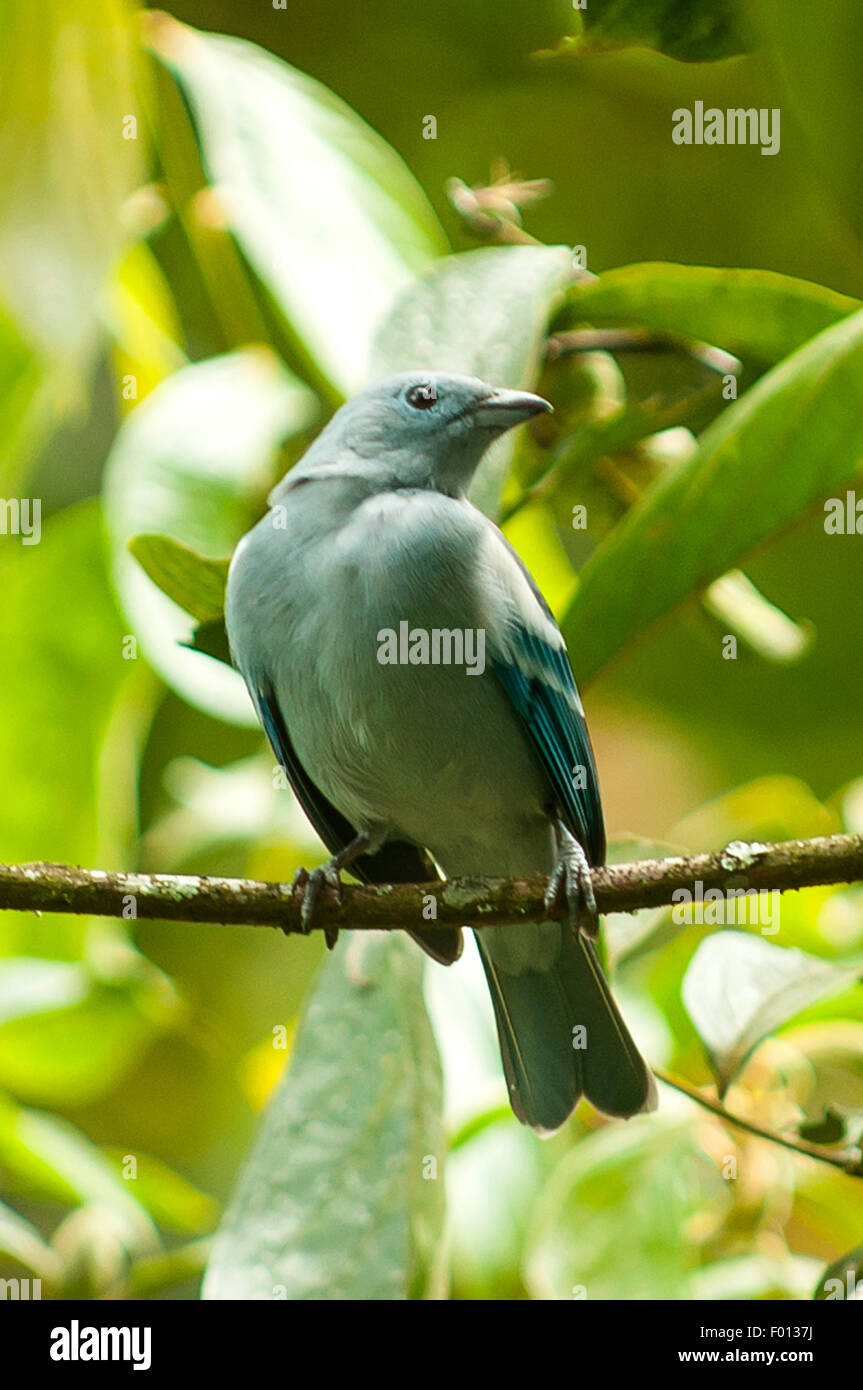 Thraupis episcopus, Blue-gray Tanager, Aguas Calientes, Pérou Banque D'Images