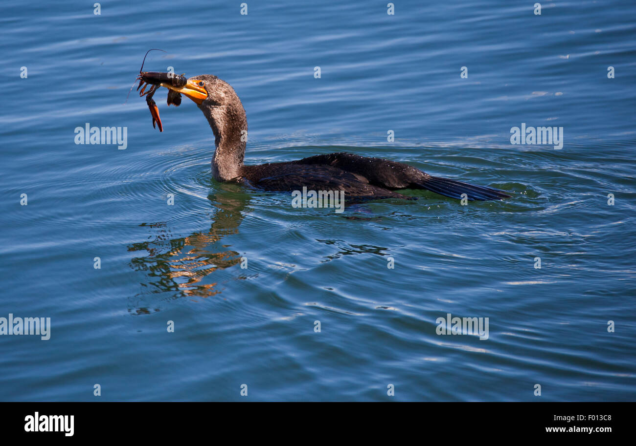 Un Cormoran à aigrettes Double oiseau avec un homard capturé frais dans son bec la natation dans l'Océan Atlantique Banque D'Images