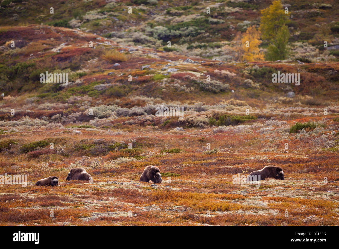 Boeuf musqué, Ovibos moschatus, dans le parc national de Dovrefjell, Dovre, la Norvège. Banque D'Images