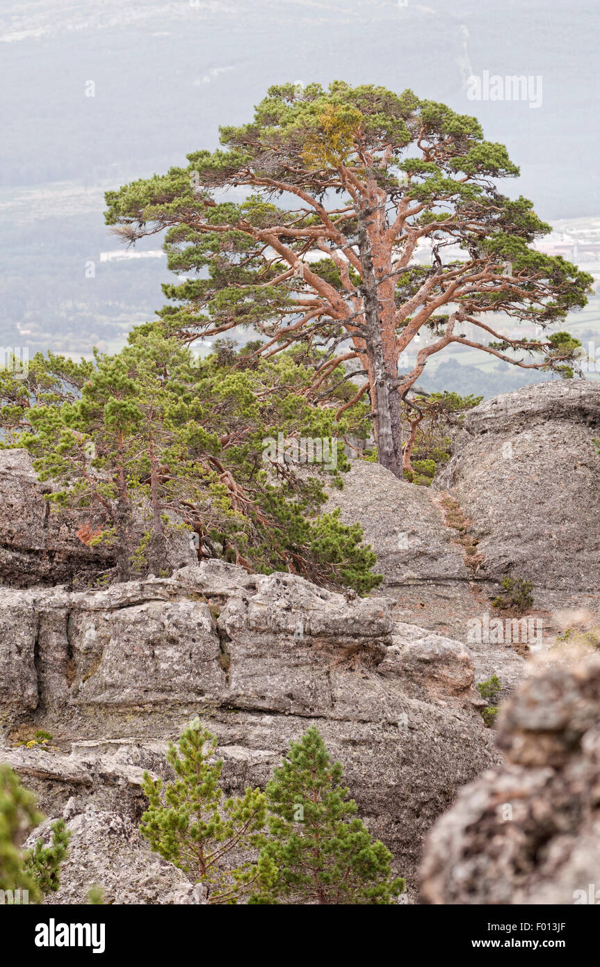 Le pin sylvestre, l'indigène Pinus sylvestris. Castroviejo. Duruelo de la Sierra. Soria. L'Espagne. Banque D'Images