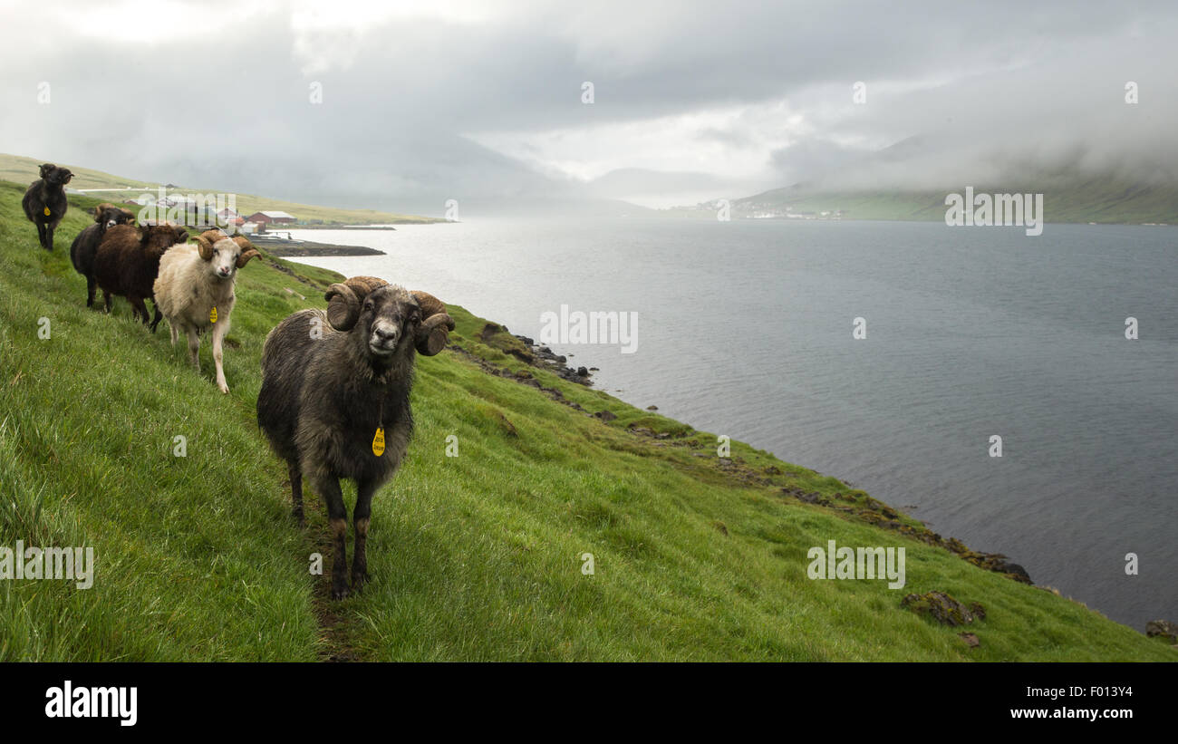 Moutons dans l'île de Streymoy. Îles Féroé Banque D'Images