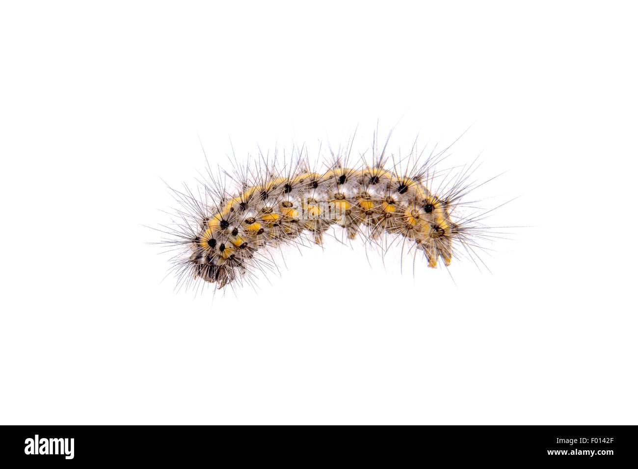 Caterpillar colorées isolé sur fond blanc Banque D'Images